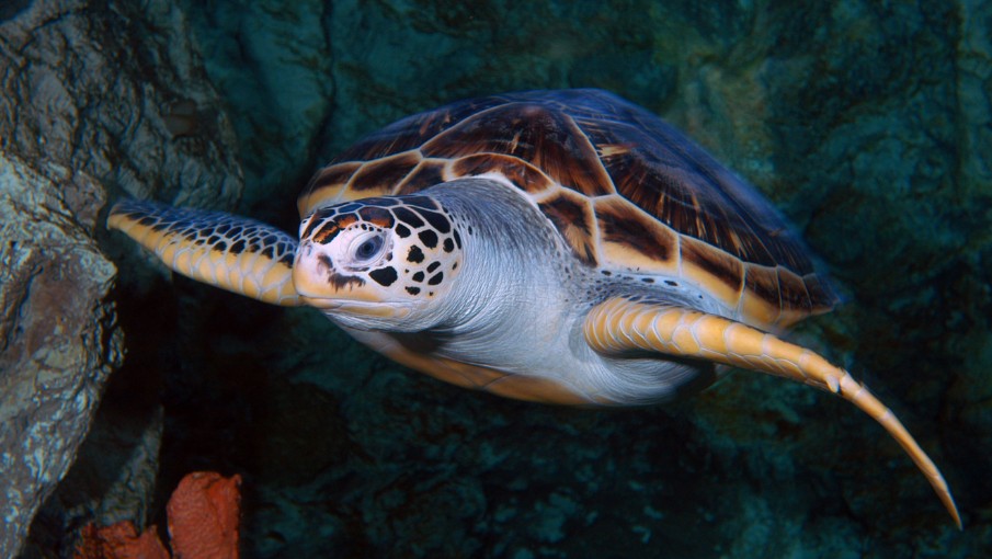 Sea Turtle at Aquarium of Guam