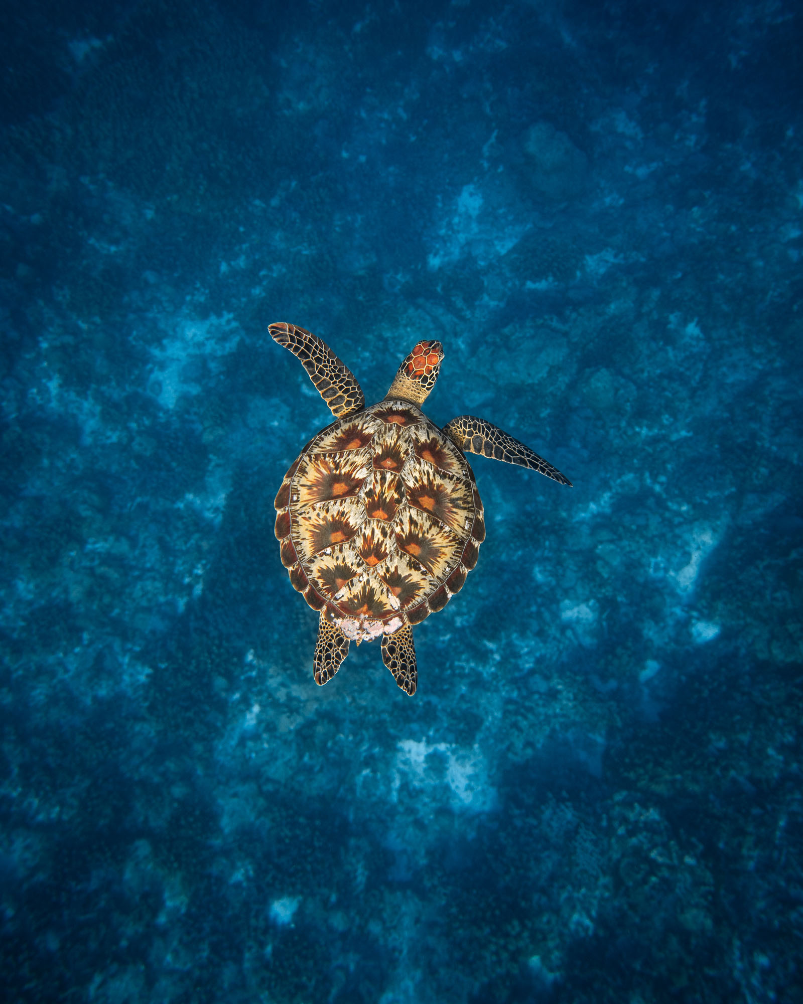 Sea Turtle Hero Background